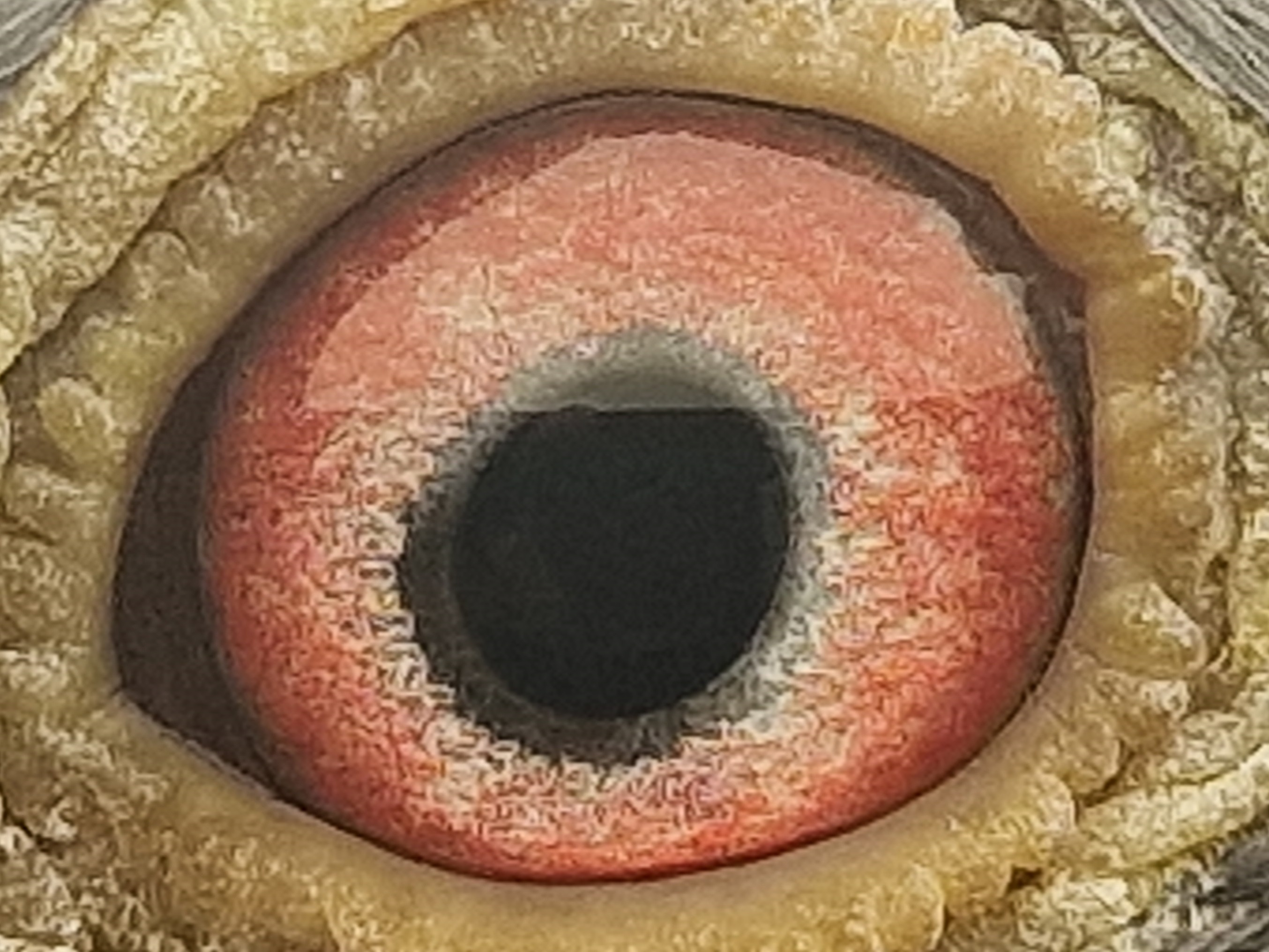 Pigeon eye